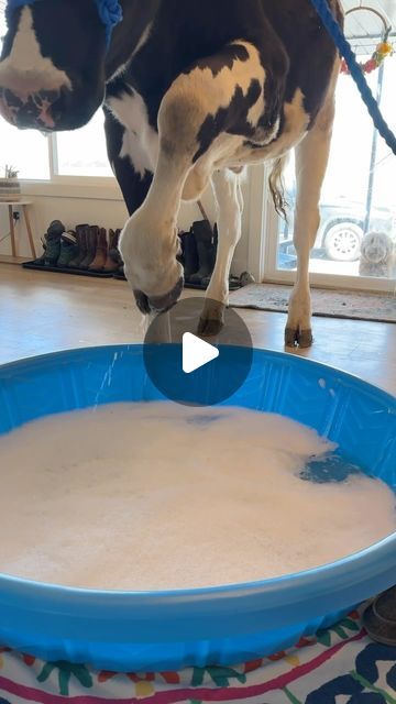 Elias Herrera on Instagram: "Spa day for Bruce! #cow #brucethecow #farm #animals" Bruce The Cow, Cute Animals Funny Pictures, Funny Farm Animals Videos, Cow Videos For Kids, Cute Cow Pictures, Funny Cow Videos, Pictures Of Cows, Farm Animal Videos, Cow Videos