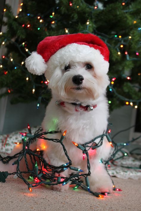 Dog Christmas Photos, Dog Christmas Pictures, Merry Christmas Dog, Dog Wrap, Dog Light, Christmas Puppy, Christmas Photoshoot, Dog Wallpaper, Pet Holiday