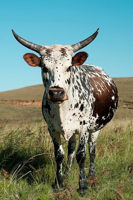 Nguni Cow Cattle Pictures, Nguni Cows, Nguni Cattle, Cow Photos, Longhorn Cattle, Animal Agriculture, Bull Cow, Dairy Cattle, Cow Painting