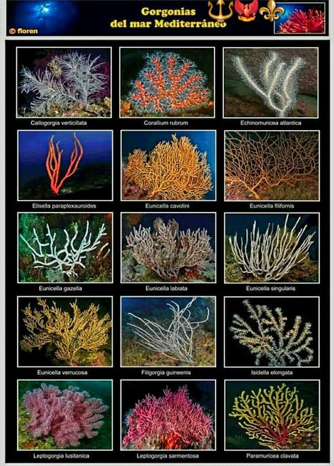 Marine Biology Notes, Types Of Coral, Flora Marina, Coral Reef Photography, Crochet Coral Reef, Anaerobic Respiration, Crochet Coral, Coral Reef Fish, Poster Reference