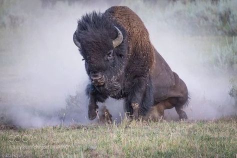 Buffalo Pictures, Bison Photography, Bison Tattoo, Bison Photo, Buffalo Animal, Bison Art, Bull Art, American Bison, Majestic Animals