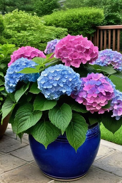 Growing Flowers In Pots, How To Plant Hydrangea In Ground, Hydrangea In Pots, Watering Hydrangeas, Hydrangeas In Pots, Potted Hydrangeas, Potted Hydrangea, How To Grow Hydrangeas, When To Prune Hydrangeas