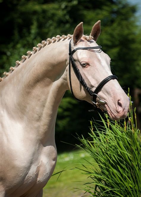 Kambarbay - Stallion AI Services Ahal Teke, Unusual Horse, Akhal Teke Horses, Stallion Horses, Golden Horse, Horse Colors, Akhal Teke, Most Beautiful Horses, Sport Horse