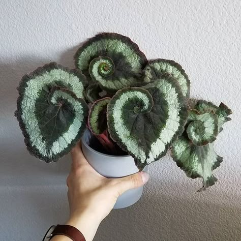 Begonia Escargot, Plant Goals, نباتات منزلية, Plants Are Friends, Inside Plants, Plant Aesthetic, House Plants Decor, House Plants Indoor, Pretty Plants