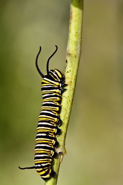 Monarch caterpillar | Another photo of the monarch caterpill… | Flickr Monarch Butterfly Garden, Butterfly Caterpillar, Monarch Caterpillar, Australian Photographers, Beautiful Bugs, Monarch Butterfly, Beautiful Wall Art, Green Background, Green Backgrounds