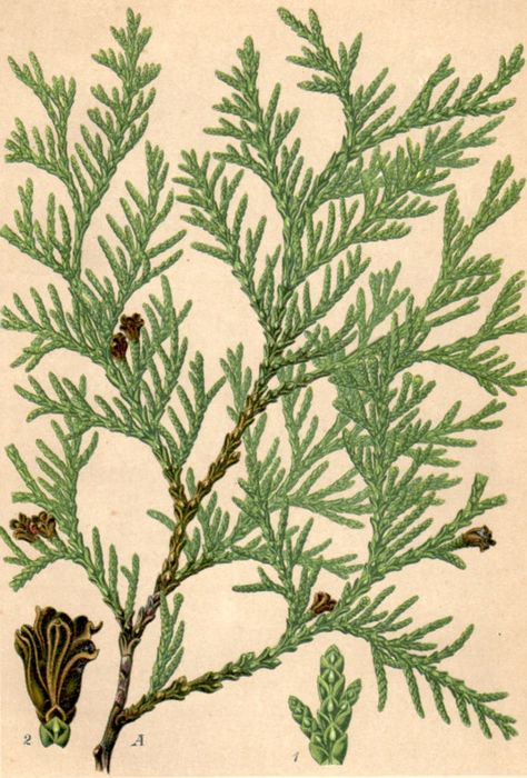 White cedar - vintage botanical print Cedar Sprig, Christmas Botanicals, Eastern White Cedar, Thuja Plicata, Northern White Cedar, Thuja Occidentalis, Conifer Trees, Fragrant Plant, Illustration Botanique