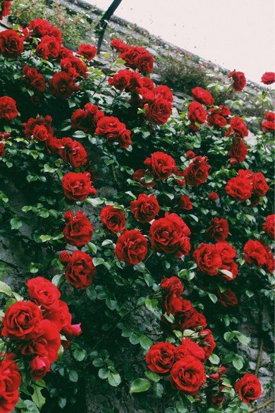 Rose field God Ideas, Romance Art, Flowers Red, Trendy Flowers, Red Aesthetic, Love Flowers, Flower Wallpaper, Book Aesthetic, Beautiful Roses