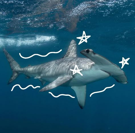 Hammerhead Shark Aesthetic, Hammerhead Shark Pfp, Silly Sea Animals, Cute Shark Picture, Hammerhead Shark Cute, Shark Pfps, Shark Core, Ocean Animals Pictures, Sharks Cute