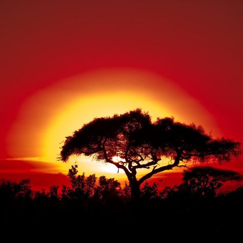 Los atardeceres en Kenia deben ser unos de los más bonitos que existan. #kenia #atardecer #sunset #kenya Diani Beach, Nairobi, Tanzania, Kenya, Celestial Bodies