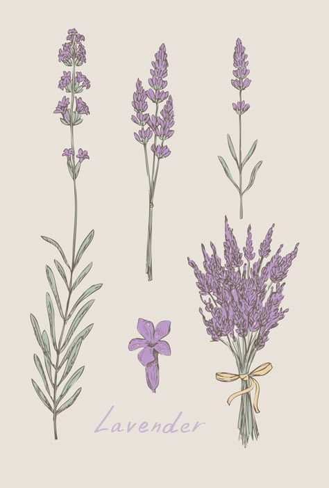 Drawn Lavender, Lavender Tattoos, Lavender Tattoo, Plant Tattoo, Botanical Tattoo, Botanical Drawings, Drawing Set, Lavender Flowers, Botanical Illustration