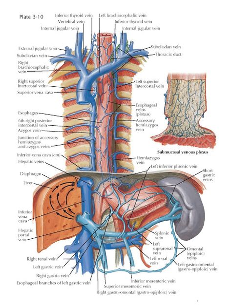 Venous Drainage of  Esophagus   The venous drainage of the esophagus is effected by tributaries that empty into the azygos and hemiazygos... Esophagus Anatomy, Charting For Nurses, Basic Anatomy And Physiology, Nurse Study Notes, Medical Laboratory Science, Medicine Student, Nursing School Studying, Medical School Essentials, Medical School Studying