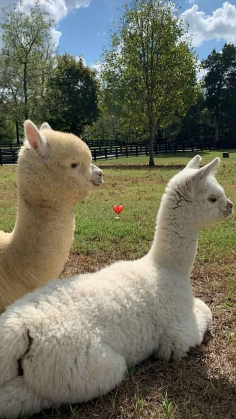 Alpacas Cute, Animal Pics Funny, Sketches Animals, Alpaca Funny, Cute Animal Pfp, Cute Animal Character, Animal Pfp, Funny Animal Art, Pictures Animals