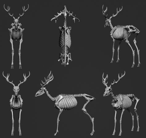 ArtStation - Red Deer - Anatomy Study, Dulce Isis Segarra López Deer Skeleton Drawing, Deer Monster, Deer Anatomy, Deer Bones, Deer Skeleton, Bone Anatomy, Metal Illustration, Deer Ears, Male Deer