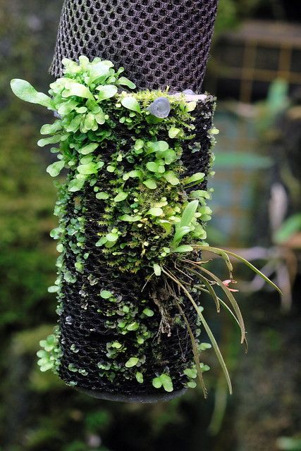 Hygrolon - Moss and fern studie | Detail studie of a Hygrolo… | Flickr Orchid Terrarium, Mini Orquideas, Miniature Orchids, Vase Deco, Moss Plant, Orchids Garden, Diy Plant Hanger, Orchid Pot, Moss Garden