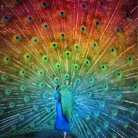 Albino Peacock, Color Wheel Projects, Rainbow Peacock, Peacock Drawing, Peacock Pictures, Peacock Colors, Peacock Painting, Lord Shiva Hd Images, Over The Rainbow