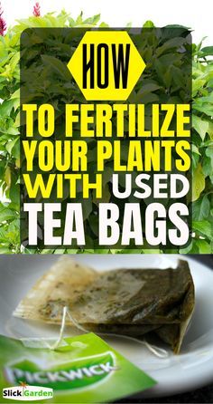 What To Do With Used Tea Bags, Tea Bags For Plants, What To Do With Tea Bags, Uses For Used Tea Bags, Used Tea Bag Uses, Growing Tea Plants At Home, Inhouse Gardening, Grow Bags Gardening Ideas, Yea Garden