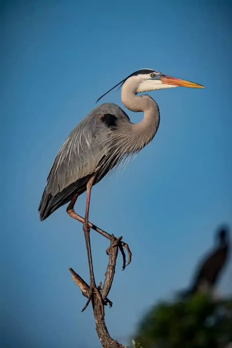 Blue Heron Bird, Great Blue Heron Drawing, Great Blue Heron Photography, Blue Heron Photography, Great Blue Heron Art, Heron Symbolism, Crane Pictures, Heron Drawing, Blue Heron Tattoo