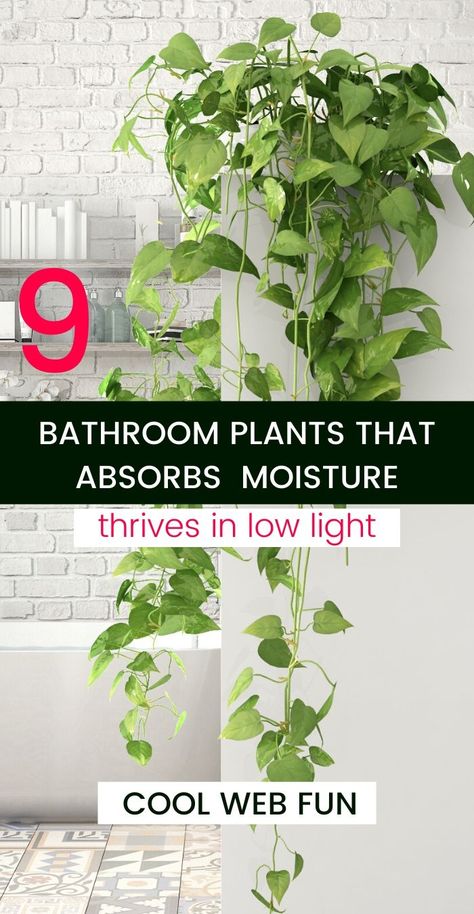 Indoor Plants For Bathroom, Indoor Plants Bathroom, Low Light Houseplants, Bathroom Plants Decor, Best Bathroom Plants, Best Houseplants, Houseplants Low Light, Household Plants, Hanging Plants Indoor