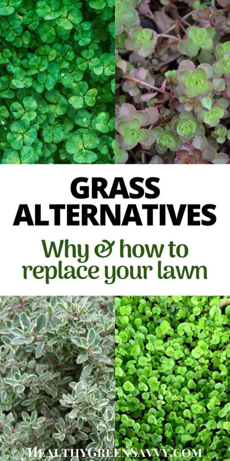 Grass Alternatives, Grass Alternative, Cozy Garden, Lawn Alternatives, Garden Wallpaper, Ground Cover Plants, Garden Oasis, Garden Yard Ideas, Yard And Garden