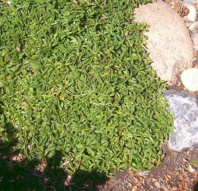 Not just for pizza anymore. Ground cover Oreganos could be the answer to your bare space woes. Creeping Oregano, Anti Lawn, Woolly Thyme Ground Cover, Creepy Thyme Ground Cover, Lawn Substitute, Purple Moss Lawn, Forest Gardening, Lawn Alternative, Ground Cover That Chokes Out Weeds