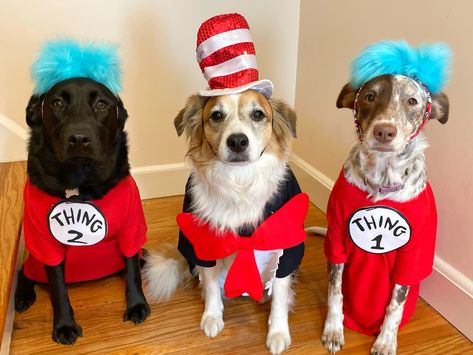 Cat in the hat with thing 1 and thing 2. Dogs in Halloween costumes Thing 1 Thing 2 Dog Costume, Duo Dog Halloween Costumes, Dog Costume Ideas For 2 Dogs, Trio Dog Halloween Costumes, Thing One And Thing Two Dog Costumes, Matching Pet And Owner Costumes, Dog Halloween Costumes For 2 Dogs, Pet Halloween Costumes Matching, Matching Pet Costumes