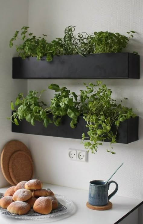 Indoor Planter Box, Hanging Herb Gardens, Herb Wall, Kitchen Apartment, Herb Garden In Kitchen, Herbs Garden, Vertical Herb Garden, Kitchen Herbs, Indoor Herb Garden