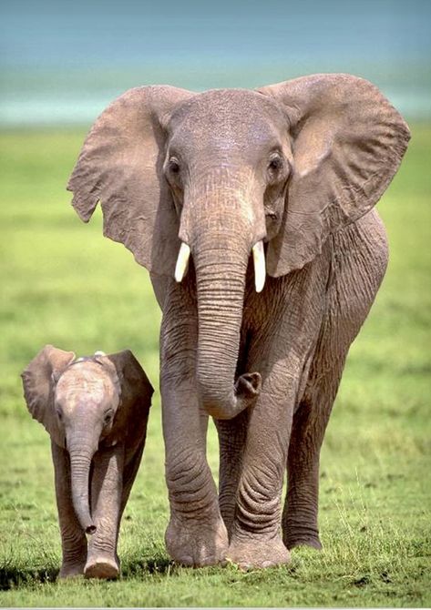 Elephant Reference, Elephant Facts, Carnival Of The Animals, Elephant Pictures, Elephants Photos, Elephant Drawing, Save The Elephants, Elephant Love