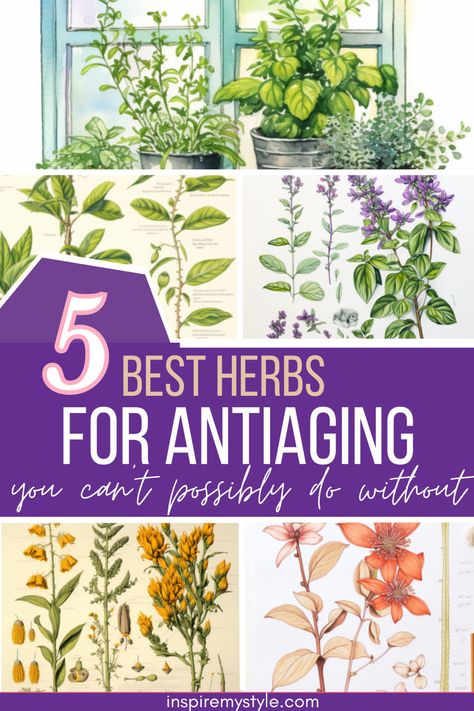 best herbs for anti aging Natural Wrinkle Remedies, Anti Aging Herbs, Tighten Facial Skin, Anti Aging Diet, Natural Face Lift, Wrinkle Remedies, Magnesium Benefits, Facial Peel, Feel Younger