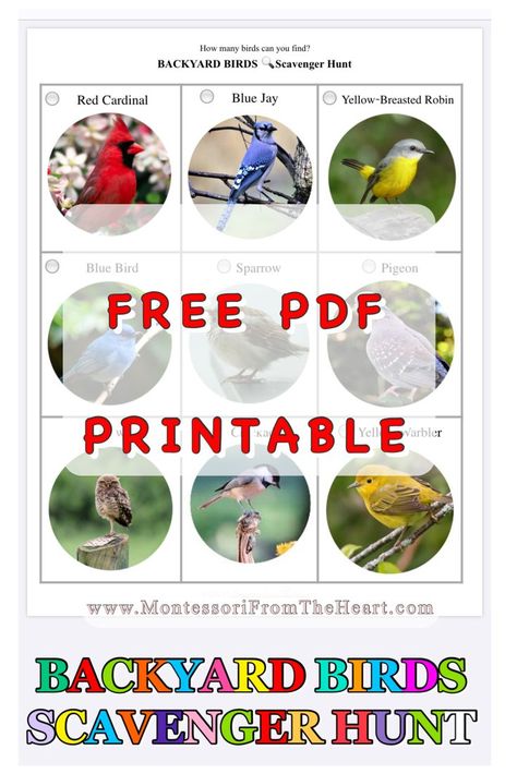 Bird Scavenger Hunt, Kids Sensory Activities, Birding Journal, Seek And Find, Nature Journaling, Practical Life Activities, Toilet Paper Crafts, Birds Nature, Multiplication For Kids