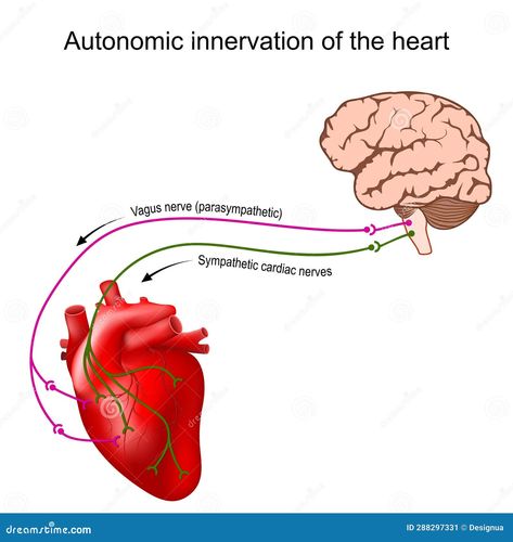 Heart innervation. Autonomic nervous system. Sympathetic and Parasympathetic. Human brain with vagus nerve and cardiac nerve. heart rate control. vector illustration Polyvagal Theory Nervous System, Nervous System Illustration, Parasympathetic And Sympathetic Nervous System, Part Of Brain Nervous System, Sympathetic And Parasympathetic, The Nervous System Notes, Notes On Nervous System, Autonomic Nervous System, Vagus Nerve