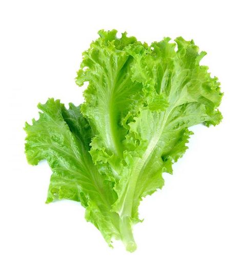 Benefits Of Lettuce, Leaf Vegetable, Lettuce Seeds, Coconut Benefits, Green Tea Benefits, Salad Leaves, Iceberg Lettuce, Lettuce Leaves, Romaine Lettuce