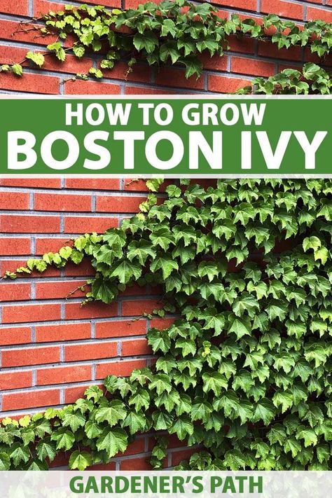 Boston ivy is a durable, gorgeous, and adaptable vine that grows on brick and mortar surfaces with ease. With both ornamental and practical uses, nearly everyone can find a use for it in the garden. A plant rich in color and history, this is definitely a worthy addition to your landscape. #bostonivy #gardenerspath Boston Ivy Wall, 2023 Landscape, Privacy Landscaping Backyard, Nail Art Flower, Boston Ivy, Ivy Wall, Climbing Hydrangea, Ivy Vine, Ivy Plants