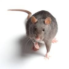 Home Maintenance Tips, Rodent Control, Pest Management, Window Cleaning, Rodents, Pictures To Paint, Home Maintenance, Rats, Mice