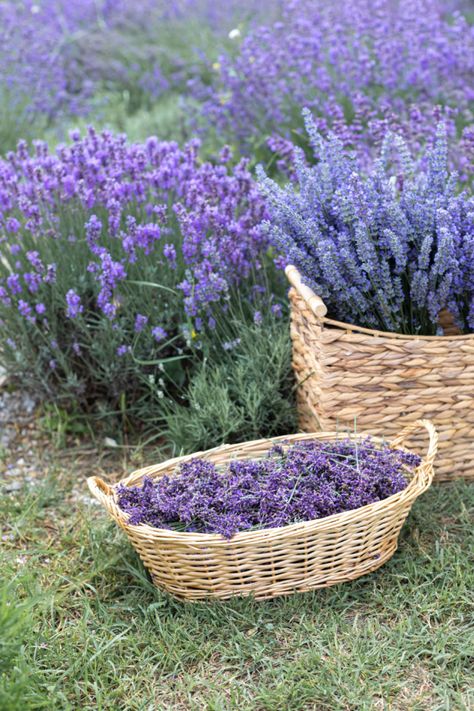 Lavender Bushes, Lavender Growing, Lavender Bush, Allium Flowers, Lavender Plants, Natural Bug Repellent, Lavender Cottage, Growing Lavender, Flowers Lavender