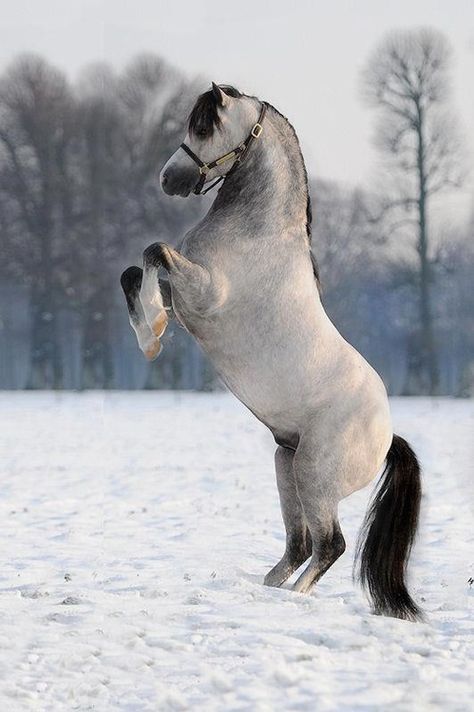 Shetland Pony Stallion Welsh Pony, Big Horses, Cute Ponies, Shetland Pony, Most Beautiful Horses, Most Beautiful Animals, Majestic Horse, Miniature Horse, Horse Crazy