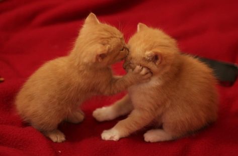 Cat Couples, True Love, Kittens