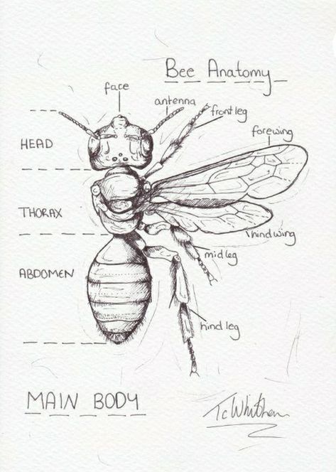 Adria Mercuri, Insect Anatomy, Insect Drawing, Bee Sketch, Bee Drawing, Bee Illustration, Nature Sketch, Bug Art, Insect Art