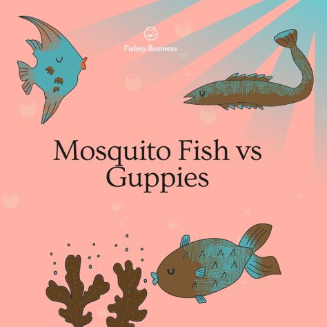 While searching for some great nano fishes for my tank, I came across mosquito fish and guppies. I was wondering whether they are the same Mosquito Fish, Female Mosquito, Mosquito Larvae, Community Tanks, Guppy Fish, Different Fish, Baby Fish, Two Fish, Tropical Fish