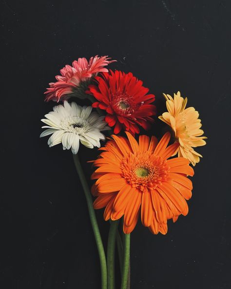 “Gerbera blossoms: a kaleidoscope of colors, each petal telling a unique story of beauty and diversity.” 🍃✨🌸🌼 #garden #flower #gerbera #daisyflower #colour #insta #instagram #instagood #instalike #instadaily #fyp #instaphoto Flowers Different Types, Gerbera Daisy Aesthetic, Gerbera Daisy Wallpaper, Gerbera Wallpaper, Drawing Closer, Gerbera Daisy Flower, Photos Of Flowers, Gerbera Flower, Gerber Daisy