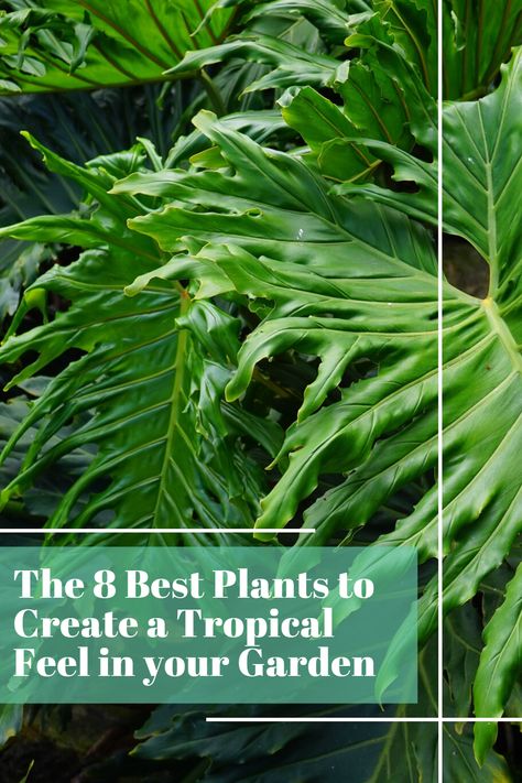 Easy Tropical Garden, Small Tropical Courtyard Garden Ideas, Tropical Plants Backyard, Easy Tropical Landscape Ideas, Tropical Queensland Garden, Best Tropical Plants For Full Sun, Tropical Plants Around Pool Landscaping, Sun Tropical Garden, Diy Tropical Backyard