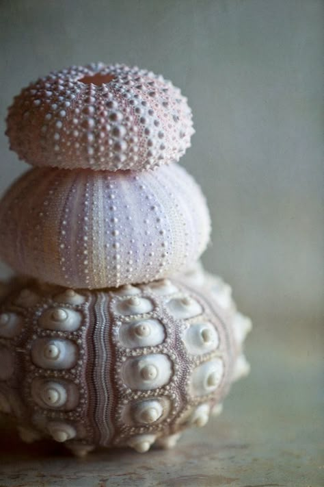 Art Coquillage, Ocean Treasures, Sea Urchins, She Sells Seashells, Art Sea, Sea Urchin, Shell Art, Jolie Photo, Natural Forms