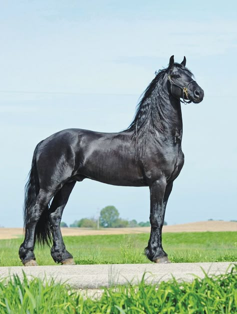 Largest Horse Breed, Friesian Stallion, Friesian Horses, Tattoo Animal, Beautiful Horse Pictures, Horse Reference, Andalusian Horse, Black Horses, Most Beautiful Horses