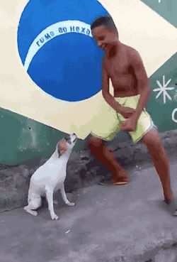 animals dog brazil Dancing Dog Gif, Dog Haircut, Dance Gif, Dog Haircuts, Kids Moves, Dancing Gif, Dancing Cat, Funny Cat Videos, Dog Gifs