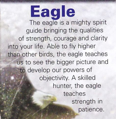 Eagle Eagles Quotes, Animal Totem Spirit Guides, Spirit Animal Meaning, Animal Meanings, Spirit Animal Totem, Totem Animals, Animal Spirit Guide, Native American Wisdom, Spiritual Animal