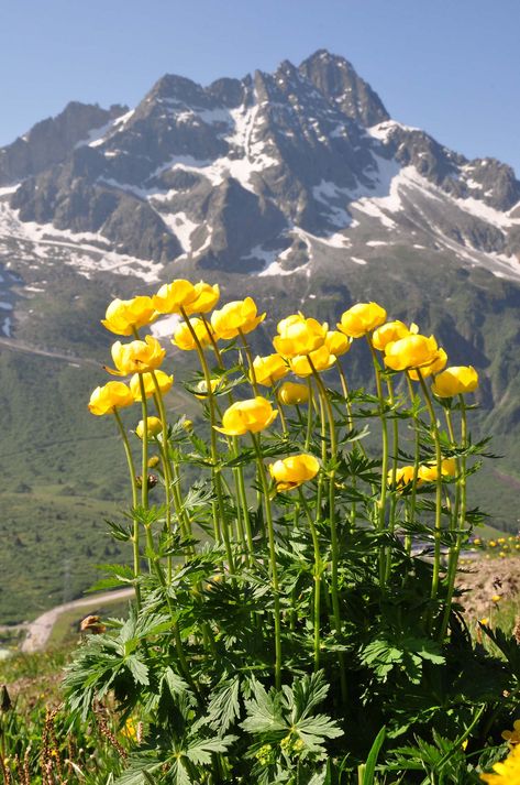 Sinn . Welt . Fotografie . Natur // Pflanzen . Blumen // #sinn #welt #sinnwelt #fotografie #fotos #bilder #natur #pflanzen #blumen Globe Flower, Alpine Flowers, Very Beautiful Flowers, Rock Flowers, Bloom Where Youre Planted, Alpine Plants, Beautiful Rose Flowers, Beautiful Nature Pictures, Exotic Flowers