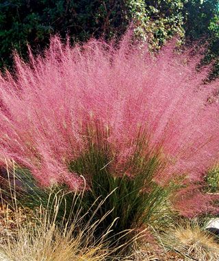 Ornamental Grasses Landscaping | Now your landscape will look up- to -date with these indispensable ... Muhlenbergia Capillaris, Pink Muhly, Florida Plants, Perennial Grasses, Ornamental Grass, Grasses Garden, Drought Resistant, Plant Protection, Have Inspiration