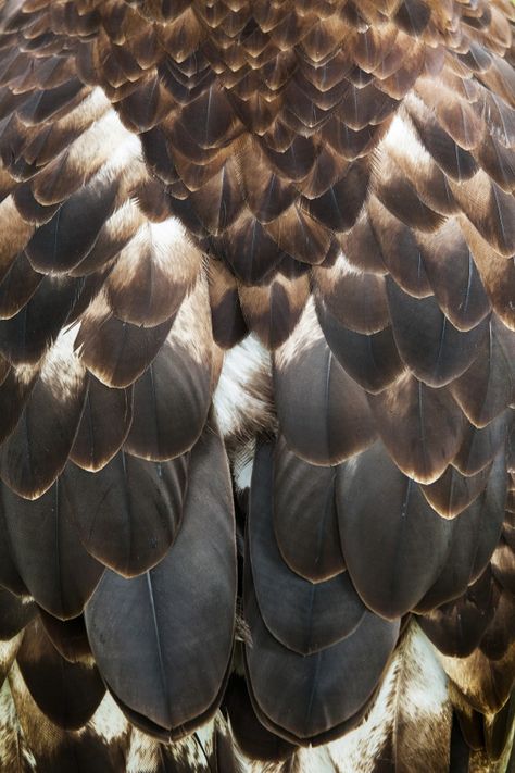 Bird Wing Pattern, Owl Feathers Aesthetic, Brown Wings Aesthetic, Bird Feathers Aesthetic, Bird Close Up, Feathers Close Up, Feather Reference, Feather Aesthetic, Bald Eagle Feather