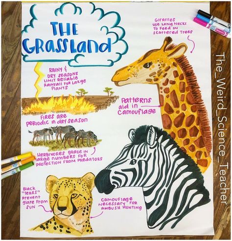 Rachael M.Ed on Instagram: “Welcome to the Grassland! This was a fun one to make! Wishing you all a great Monday 🙌🏻 . . #anchorchart #anchorcharts #teacher #iteachtoo…” Animal Research Poster, Grassland Ecosystem Project, Ecosystems Projects 5th Grade, Grassland Ecosystem, Social Studies Anchor Charts, Classroom Management Songs, Ecosystem Project, Adventure Classroom, Plant Life Cycles