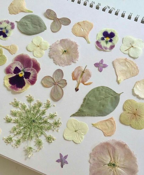 Arte Inspo, Nature Journal, Flowers And Leaves, Pressed Flowers, Pretty Flowers, Pretty Pictures, Sake, Dried Flowers, Flower Art