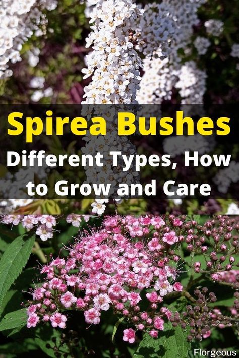 Here's how to grow and care for spirea bush #spirea #bush #spireabush #plant #plants #garden #gardening #shrubs #florgeous Bridalwreath Spirea Hedge, Bridal Veil Spirea, Spirea Bush Landscaping, Montana Garden, Japanese Spirea, Spirea Plant, Spirea Bush, Spirea Shrub, Bridal Wreath Spirea